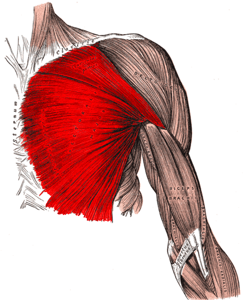 Pectoralis major