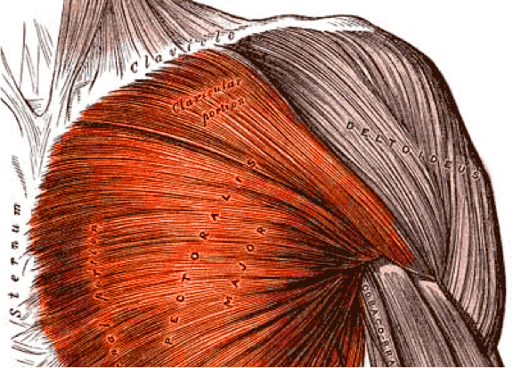 Pectoralis major