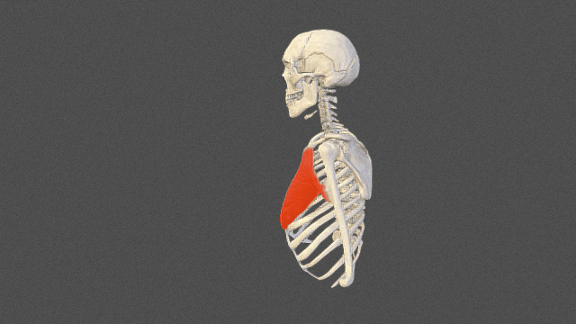 Pectoralis major