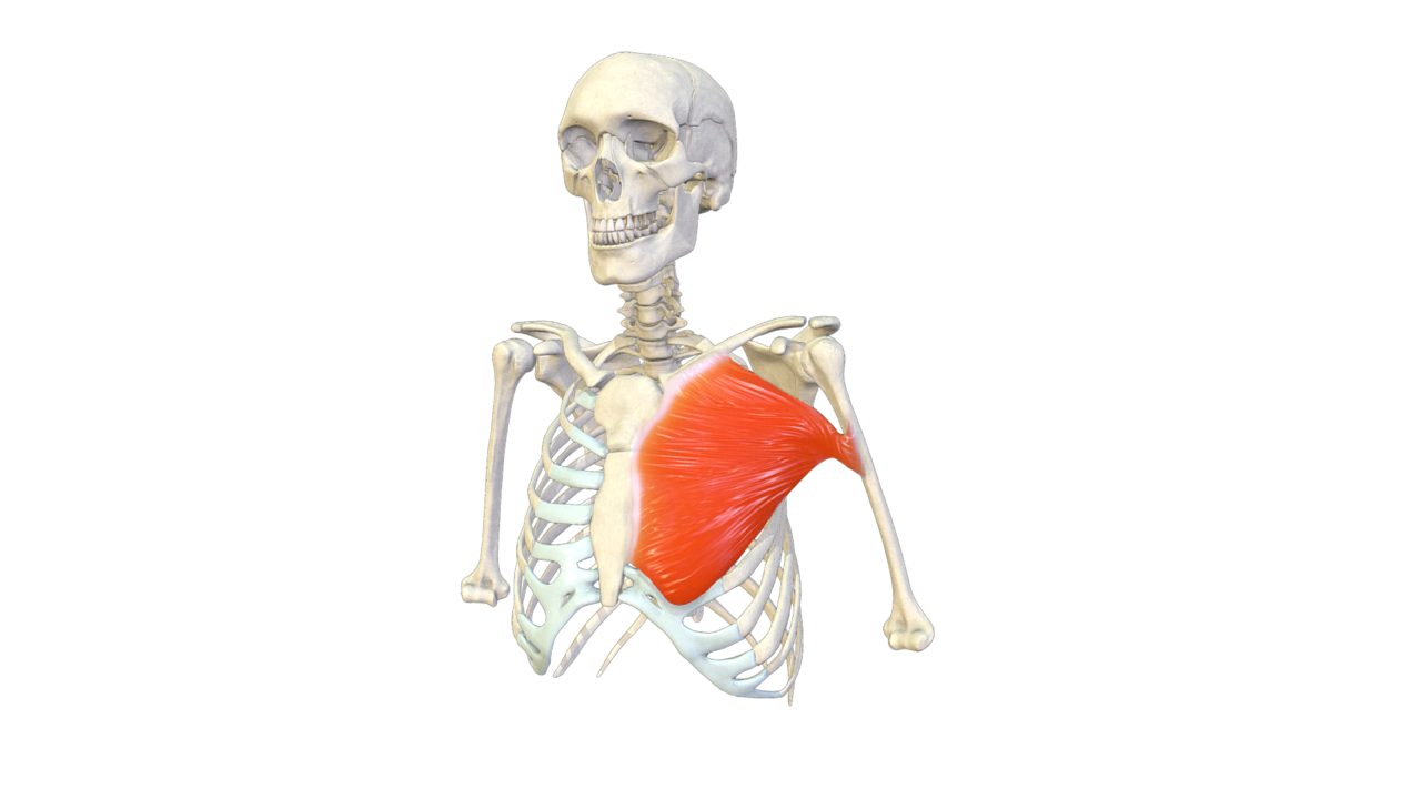 Pectoralis major