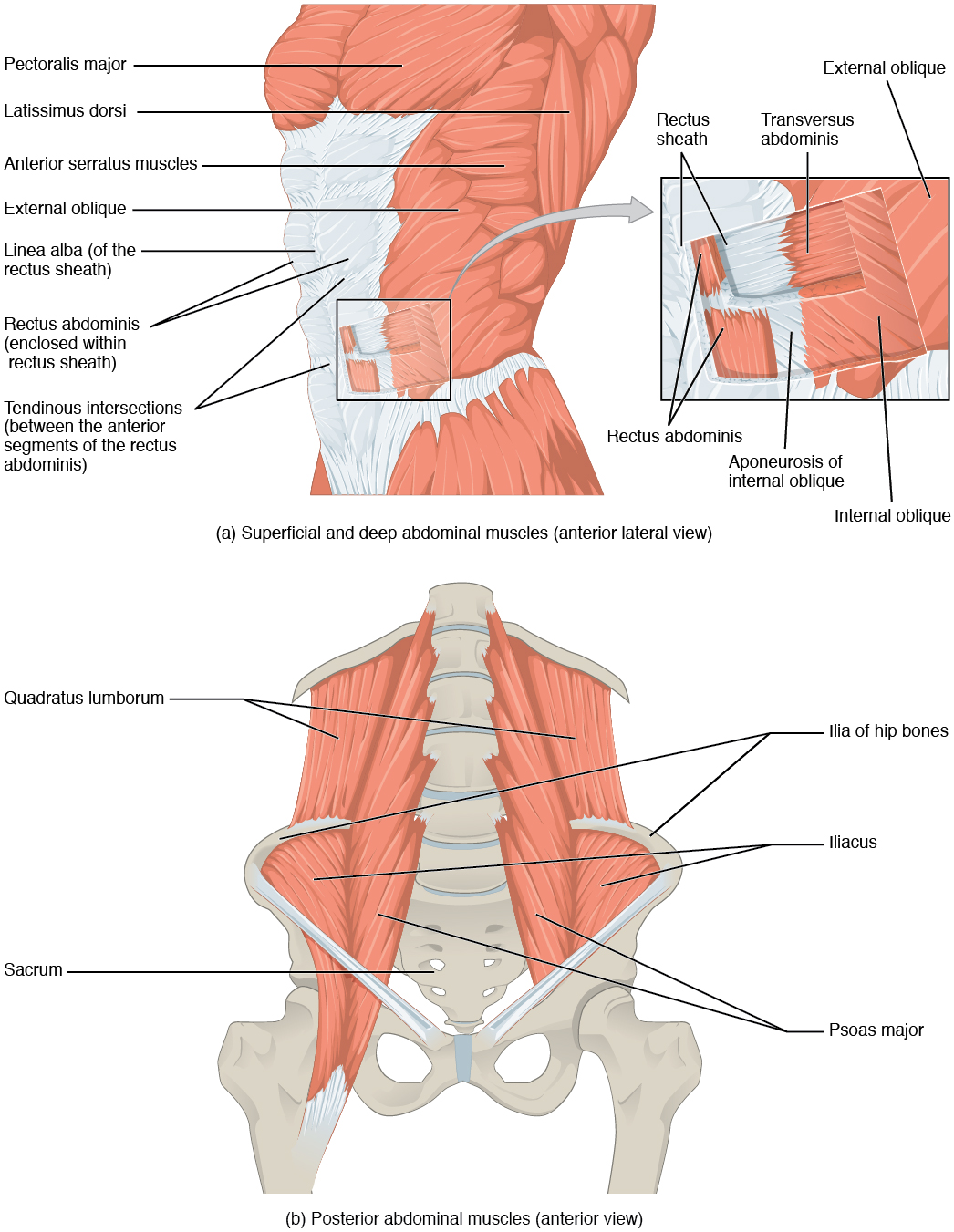 Rectus abdominis muscle