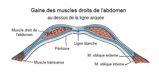Rectus abdominis muscle