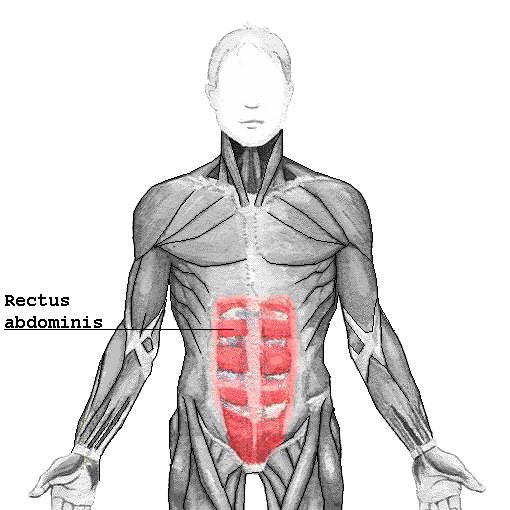 Rectus abdominis muscle