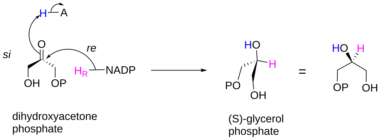 Reduction (orthopedic procedure)