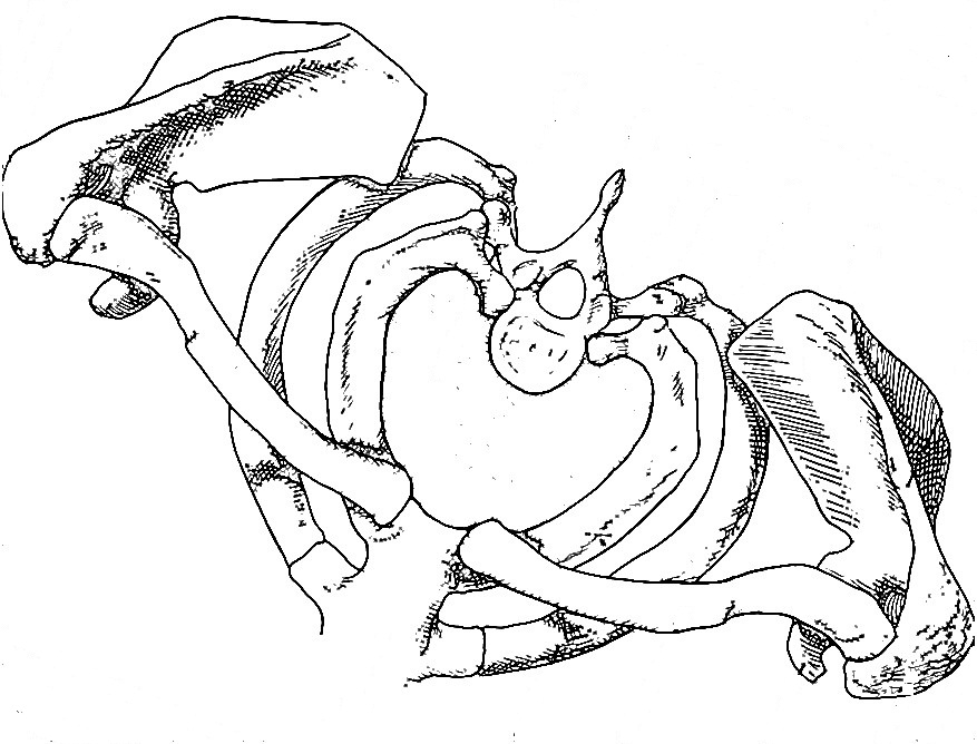 Shoulder